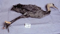 白頭鶴藏品圖，第3張